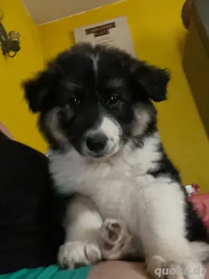 Border Collie 