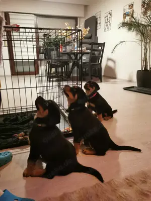 Reinrassig rotweiler welpen zu verkaufen