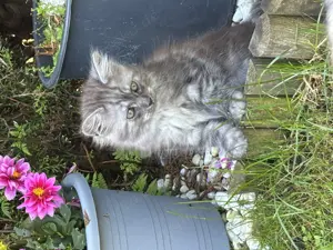 Main Coon 2 kitten abzugeben 