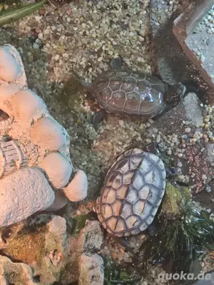 wasserschildkröte 