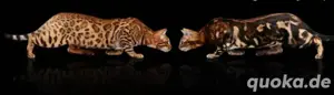 2 Bengal Katzen Kastriert