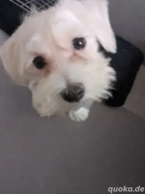 Bichon Malteser 