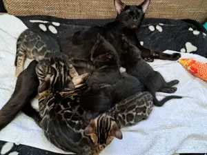 Atemberaubende Bengal Kitten, melanistic und brown 