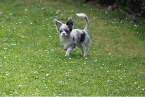 Chihuahua Mädchen mit Ahnentafel aus seriöser kleiner Zucht 