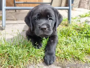 Edle Labrador welpen mit Ahnentafel, Nachkommen von Champions