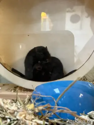 Wüstenrennmäuse männlich 