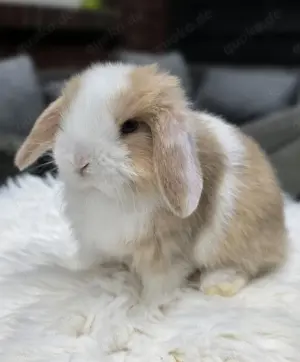 Minilop Rammler Mini Lop Zwergwidder Kaninchen Baby Bild 2