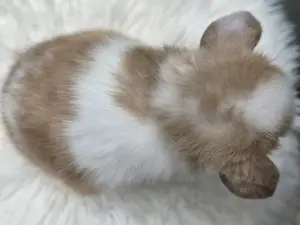 Minilop Rammler Mini Lop Zwergwidder Kaninchen Baby Bild 4