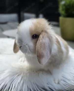 Minilop Rammler Mini Lop Zwergwidder Kaninchen Baby