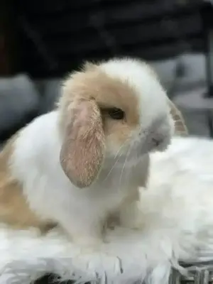 Minilop Rammler Mini Lop Zwergwidder Kaninchen Baby Bild 3