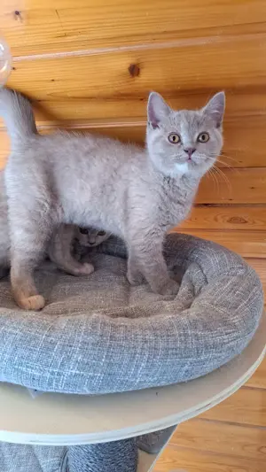 BKH britisch kurzhaar mit Stammbaum lilac kitten weibliche Mädchen 