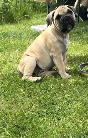  Abgabe bereiter süßer English Bulldoggenwelpe freiatmig  mit Ahnentafel 
