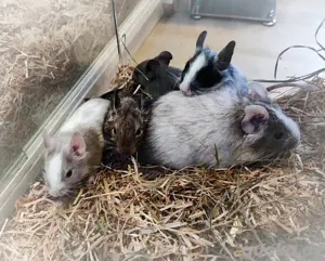 Wunderschöne kunterbunte Degu Jungs Gruppe