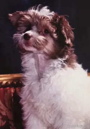 Abgabebereit! Chinese crested Powderpuff Hündin