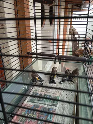 Stieglitz , parva, europäische vögel