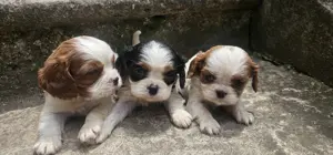 Cavalier King Charles Spaniel