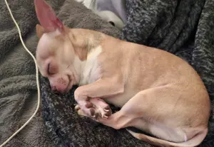 Chihuahua 