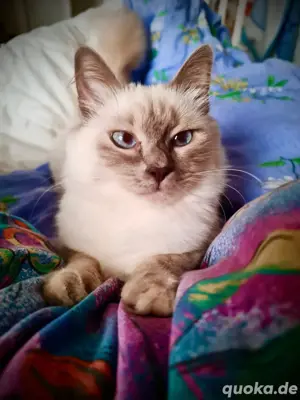 Heilige Birma Kitten