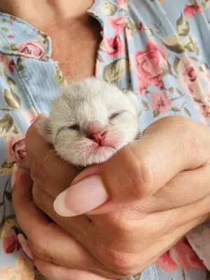 Zuckersüße Kitten britisch Kurzhaar