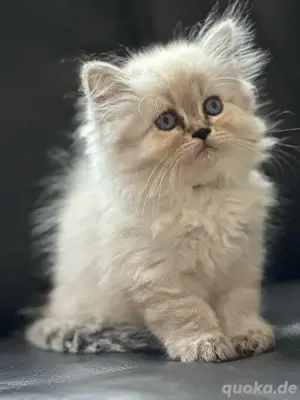 britisch langhaar kitten