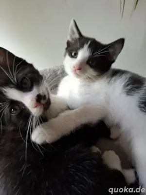 Katzenbabys abzugeben   entwurmt, sauber & fast stubenrein