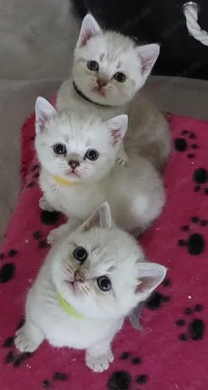 Das letzte, verschmuste BKH Kitten (männlich) mit Blue Eyes sucht dich!