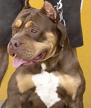 Einzigartige XL BULLY Welpen