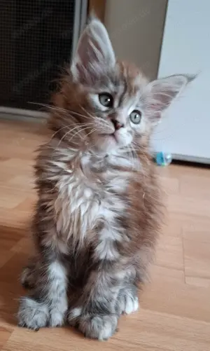 Reinrassige Maine Coon Paula PP sucht Traumplatz ab Juli