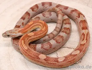 1,0 Motley het. Palmetto, Butter Kornnatter 