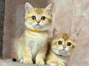 Reinrassige BKH Kitten Abholbereit