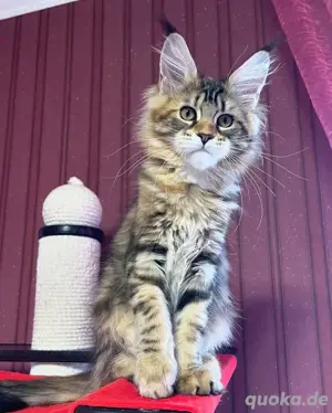 Maine Coon Kätzchen verfügbar 