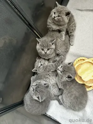 Bkh kitten nur 1 Männchen verfügbar