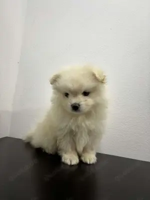 Zwergspitz pomeranian Weiblich 