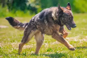 Schäferhund Mix Hündin 1j 22kg Katzenlieb Kinderlieb bundesweite Ausreise nach Adoption