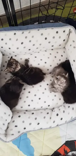 Katzenbabys Mischlinge 