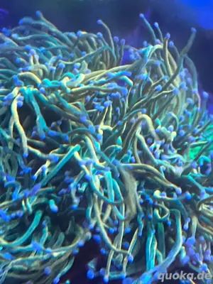 euphyllia tamer torch meerwasser ableger  Bild 2