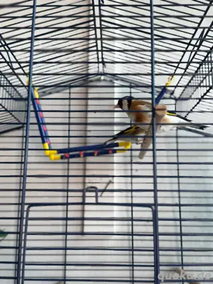 Stieglitz vögel 