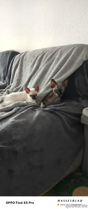 Katzenbaby 