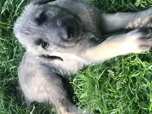 Irische Wolfshund Welpen !!!