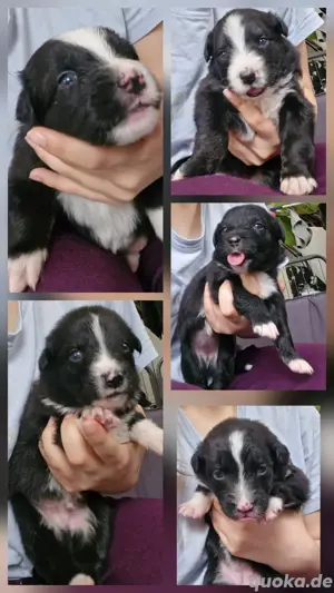 Australian shepherd Border collie Welpen 