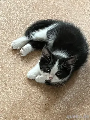 Verkaufe Bauernhof Babykatze