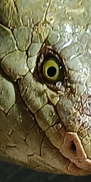 Wickelschwanzskink courcia zebrata