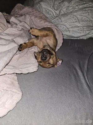 Zwergpinscher-Welpe 