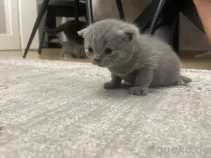 BKH katzen