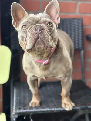 Französische Bulldogge Hündin Jung 