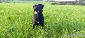 Labrador Mischling