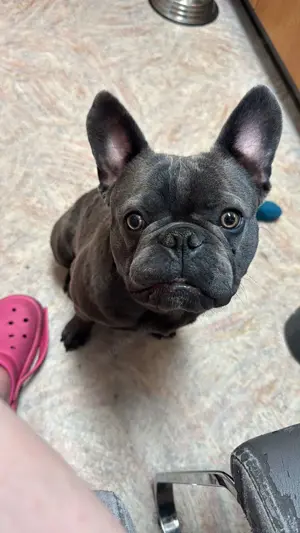 Bester Freund auf vier Pfoten   Französische Bulldogge sucht dich!