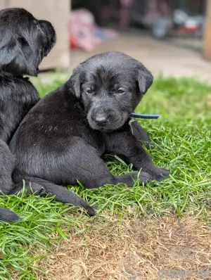 Hundewelpen Bernersennen Labrador 