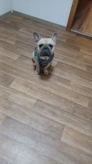 Rüde sucht neues Zuhause 