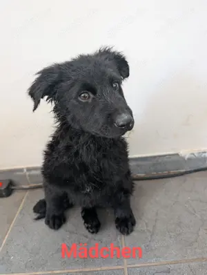 Labrador-Schnauzer Welpen 